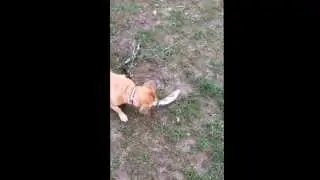 Charlie's Trout
