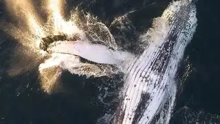 Whale watching Mirissa Sri Lanka