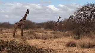 The highest among giraffes - Masai giraffes - Amboseli area - Kenya - Africa