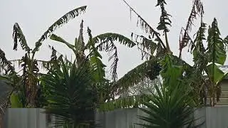 Rainy