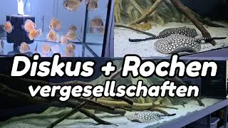 Diskus und Rochen vergesellschaften | Diskus richtig ins Aquarium einsetzen