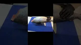 Mastering Salmon Breakdown | Step-by-Step Filleting Technique#sushi #sushilife #food #solomon 