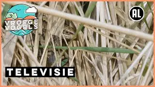 Zoeken naar de levendbarende hagedis | TV | Vroege Vogels