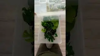 Natursch&auml;tze entdecken: Geheimnisse meiner Stecklingsbox enth&uuml;llt!