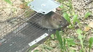 Wanderratte Nager Hausmaus Ratte mouse rat #ratte #wanderratte #rat