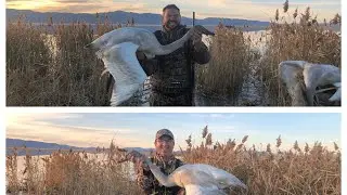 Utah Swan Hunt | Catch and Cook
