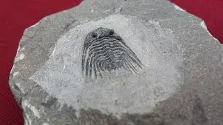 #8087 SPINY GENUINE Leonaspis FOSSIL TRILOBITE. WELL PRESERVED AT MATRIX. MOROCCO DEVONIAN.
