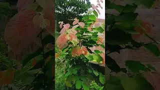 Amazing Phalsa fruit plant  in Bihar Darbhanga (India)❤Plz subscribe to don't miss next ❤