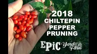 2018 Chiltepin Pepper Pruning – Tempe, Arizona