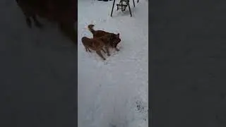 MY GOLDEN RETRIEVERS  FIGHT!  play fight, of course. #Goldens #goldenretriever #dogs #funnydog