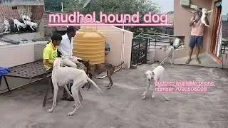 #mudholhound #indiandogbreed #petlover