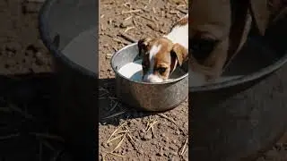 be a strong puppy