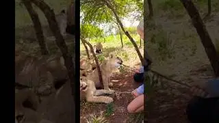 Lions acting friendly with Humans 😮 #shorts