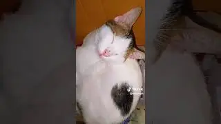 So pogi Kuya Patpat 💋 Like, Comment & Subscribe 🫰 pwede rin po sa black app 🫶 #cats #catshorts