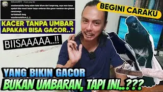BEGINI CARAKU ‼️ KACER TANPA UMBARAN APAKAH BISA GACOR ⁉️ SUPER BISA
