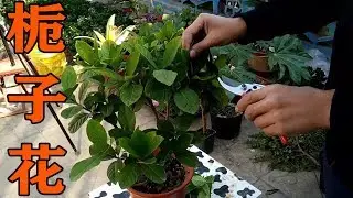 【養養養花花花】梔子花，瘋長特別快，這樣剪一刀，很快就會再開花！