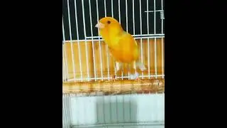 canary wing wonders #birdlovers New video