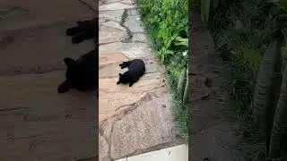 Have you ever seen a cat garden? #catgarden #cats