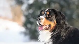 Training Tips for Bernese Mountain Dogs