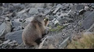 Conservation CARPATHIA_by Conservation Atlas