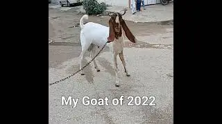Ghar ka Pala hua | 11 month palai result | MashaAllah | #shorts
