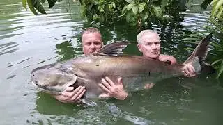 Maurice Maas landing a large Chao Phraya catfish at Gillhams Fishing Resorts, Thailand.