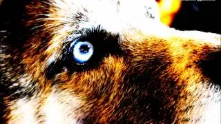 Meet Ella & Brandy! | Arctic Spirit Rescue