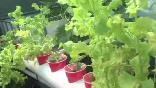 Lettuce producing MILK?  Genetic mutation? Please Help!!!