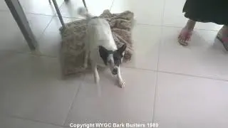 Aggression solved with Bark Busters training