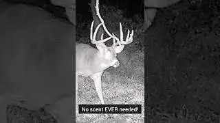 The REAL Truth About Mock Scrape Scent #bowhuntingwhitetails #mockscrapes #deerhunting