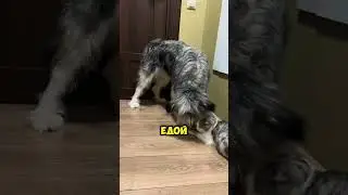 Как Шиша разбудила Плискина: смешной Shorts! #кот #собака #приколы
