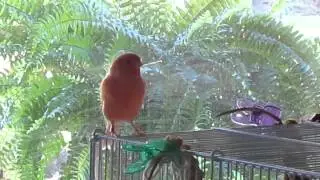 Red Factor Canary Singing