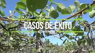 Caso de Exito Power BI -  Agricola Mansel