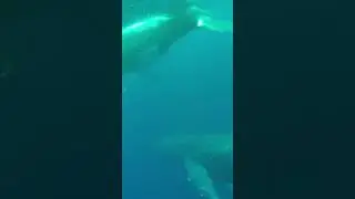 Worth the wait.... the whales of Tonga