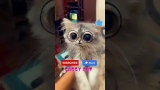 Dr Sassy tell you meow | Sassy Cat