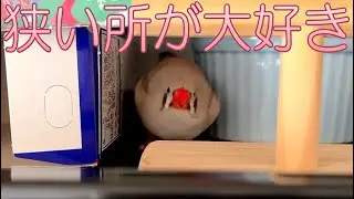 2024.12.16袋小路は後ろ歩きで入るキンカチョウ Zebra finches enter narrow dead-end spaces by walking backwards