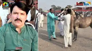 Fakhar e Nili Vs Dilbar l 8 November 2025 Chak No 739 Moza Jakhar Kamalia  Haji Muhammad Satar
