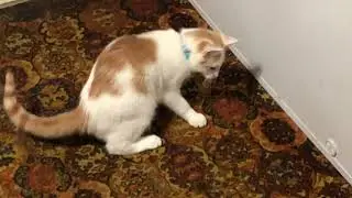 Dusty Reacts to His First Collar