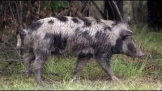 Feral hog population damaging parks and trails