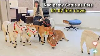 Самая маленькая корова в мире! 🐄 Крупный рогатый скот Надипатии (ростом всего 1–2 фута) | Надипат...