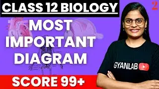 Class 12 Biology | Most Important Diagram | Part 2 | HSC Board | Gyanlab | Anjali Patel