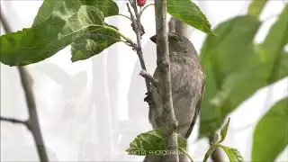 Palm Tanager 1
