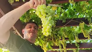 Harvesting And Making Grape Juice - виноград поспел, будем делать сок!