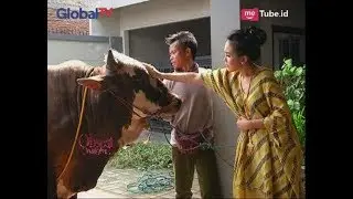 Rayakan Idul Adha, Ayu Ting-ting Qurban 3 Ekor Sapi - Obsesi 02/09