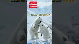 Polar Bear Fight in Snow ❄️🐻 | AI Animal Wrestling #Shorts#PolarBear#PolarBearFight#AnimalFight