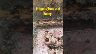Propolis Bees and Honey #isbc #shorts