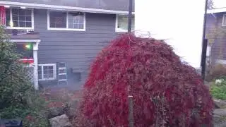 Halloween 2019 - Daylight testing of projection and fog-effects lighting