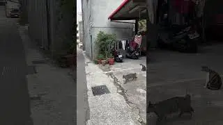 Time has really changed|| Cat fear of Rat