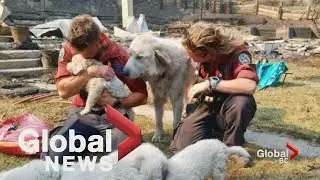 BC firefighters help comfort, feed animals left behind after devastating Lytton wildfire