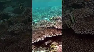 Moorish idol - Snorkeling - Pulau Kepa - Alor - Indonesia